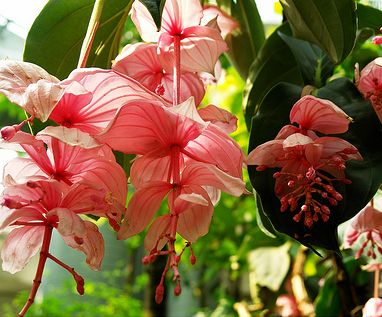 medinilla