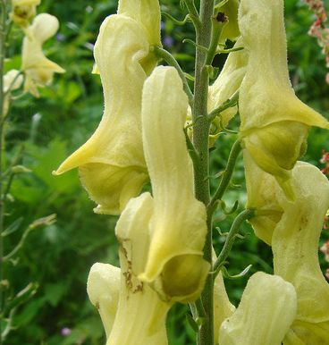 Aconitum vulparia