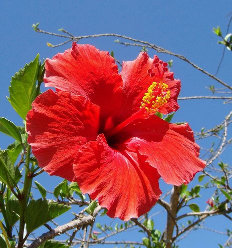 Hibiszkusz