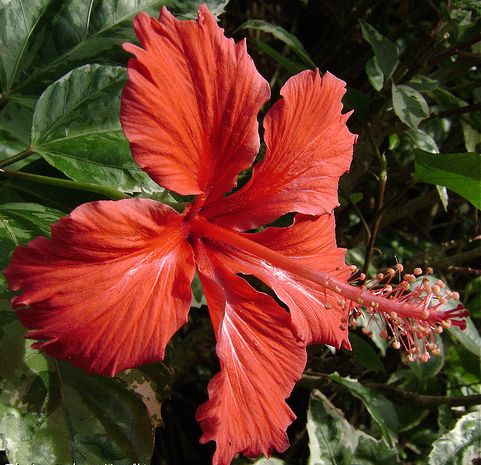 Hibiscus rosa sinensis