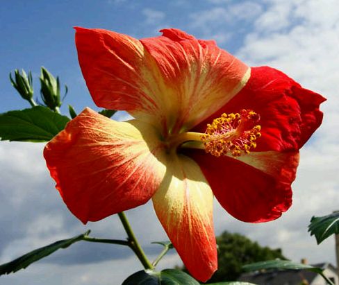 Hibiscus rosa sinensis