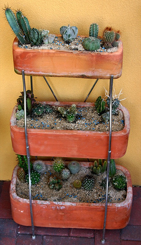 kaktusz parazita a kaktuszon hogyan kell ültetni)