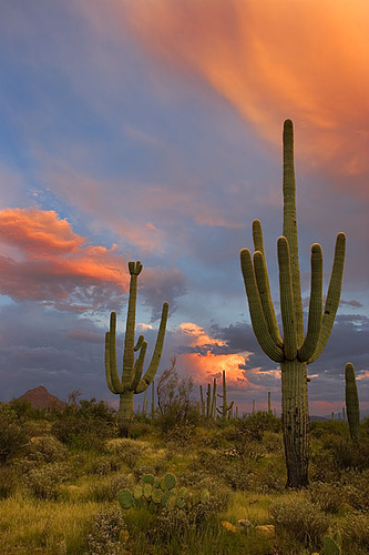 Sagurocactus Gigantea