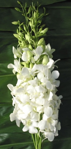 Dendrobium-orchidea-gondozása
