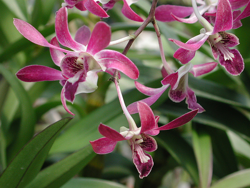 dendrobium-orchidea_width_01