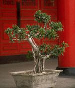 Kis fa, edényben - a bonsai