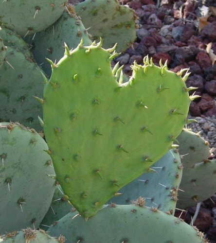 opuntia kaktusz