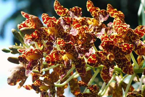 Grammatophyllum speciosum