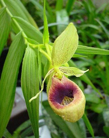 Selenipedium chica