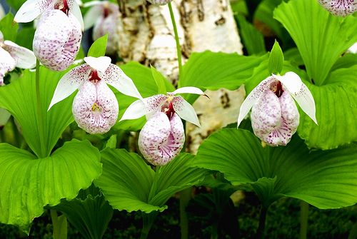 Cypripedium japonicum