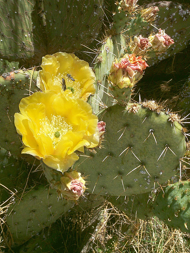 Sivatagi kaktusz