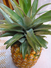 Saját-ananász-termesztése-Hawaii