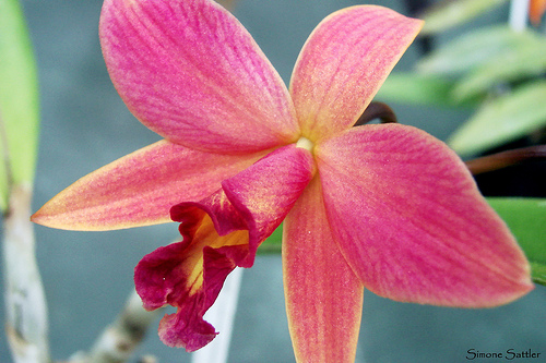 Cattleya