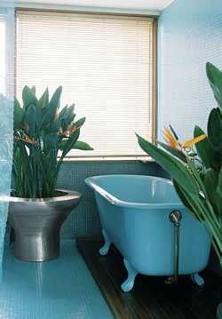 Szobanövények, melyek színeikkel felpezsdítik otthonod