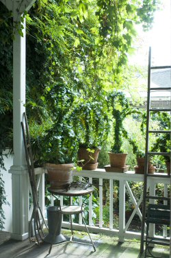 Szobanövényeket a kertbe: növeld meg a lakótered!