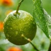 Hogyan gondozzuk a citromfánkat? - A leggyakoribb betegségek