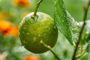 Hogyan gondozzuk a citromfánkat? - A leggyakoribb betegségek