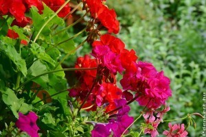 5 tipp, hogy balkonnövényeink buján virágozzanak