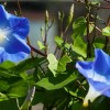 Futónövények magról: szépek és védenek a nyári forróságtól