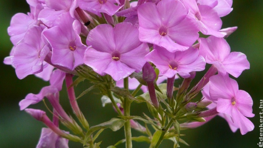 Bugás lángvirág (Phlox paniculata) ültetése: cserépben is meseszép!