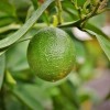 Citrusfélék, leander, murvafürt: dézsás növények felkészítése a szezonra