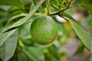 Citrusfélék, leander, murvafürt: dézsás növények felkészítése a szezonra