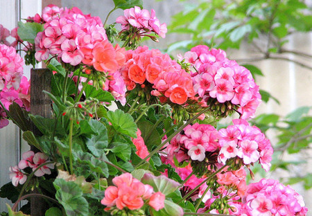 5 tipp, hogy balkonnövényeink buján virágozzanak