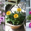 10 napimádó egynyári virág balkonládába és előkertbe