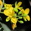 A fűszerillatú kasszia (Senna corymbosa)