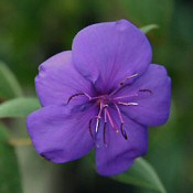 IBOLYAFA (Tibouchina urvilleana)