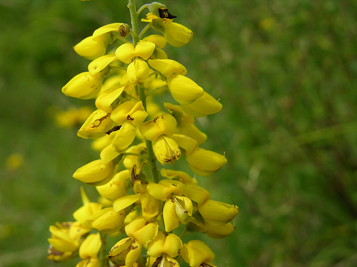 Cytisus nigricans