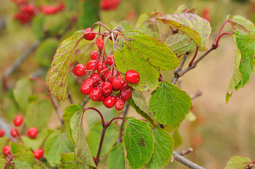 Viburnum betulifolium