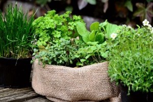 Hasznos tippek fűszernövények tavaszi vetéséhez