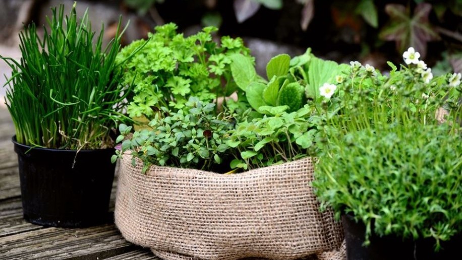 Fűszernövények tavaszi vetése: ilyen zöldségek mellett fejlődnek a legszebben