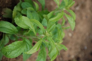 Hogyan termesszünk sztíviát (Stevia rebaudiana )? - 2. rész