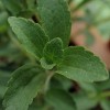 Hogyan termesszünk sztíviát (Stevia rebaudiana )? - 3. rész