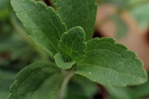 Hogyan termesszünk sztíviát (Stevia rebaudiana )? - 3. rész