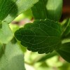 Hogyan termesszünk sztíviát (Stevia rebaudiana )? - 4. rész