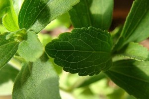 Hogyan termesszünk sztíviát (Stevia rebaudiana )? - 4. rész