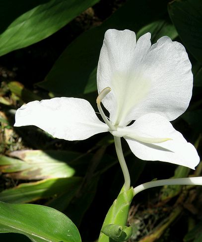 Hedychium