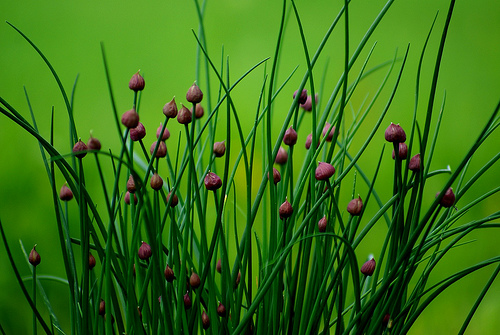 Allium schoenoprasum