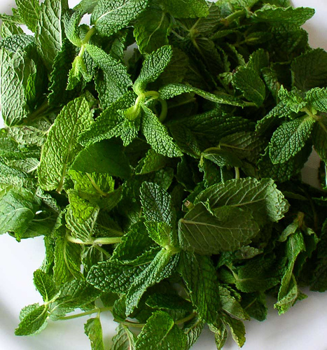 Mentha spp.