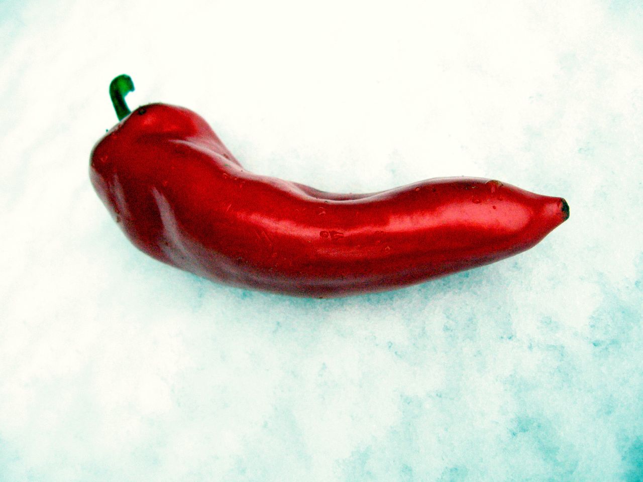 Pirospaprika (Capsicum annuum)