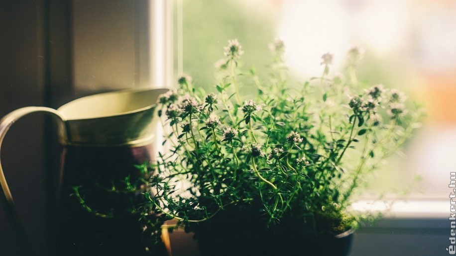 Hogyan párásítsunk növényeinknek a lakásban? Mutatjuk!
