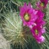 Hogyan gondozzuk az Echinocereus kaktuszt?