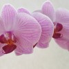 Hogyan tartsuk a lepkeorchideát (Phalaenopsis)?
