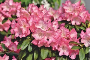Rhododendron szaporítása házilag