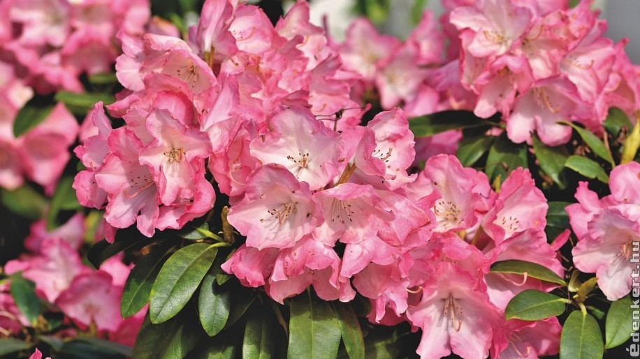 Rhododendron szaporítása házilag