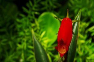 Hogyan legyen szép  cserepes Gnoxíniánk (Gloxinia sylvatica)?