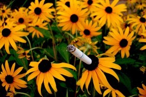 A cigarettafüst hatásai a növényekre